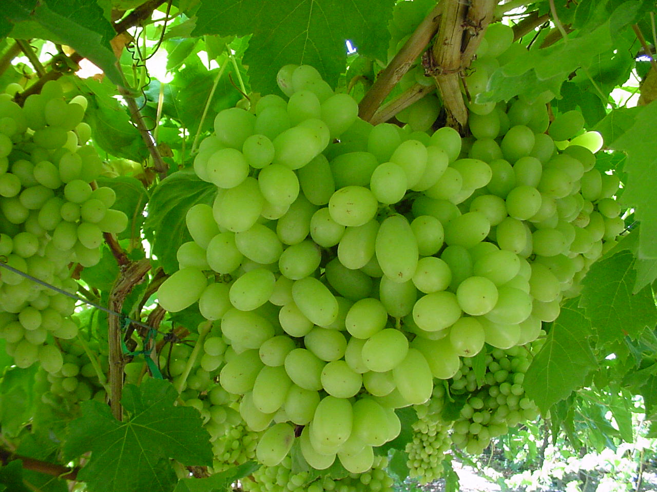 Thompson Seedless Grapes